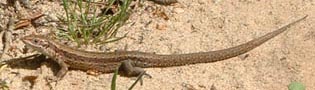 Oh - a lizard !